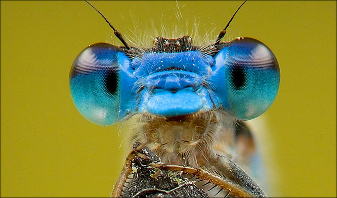 big eye bug