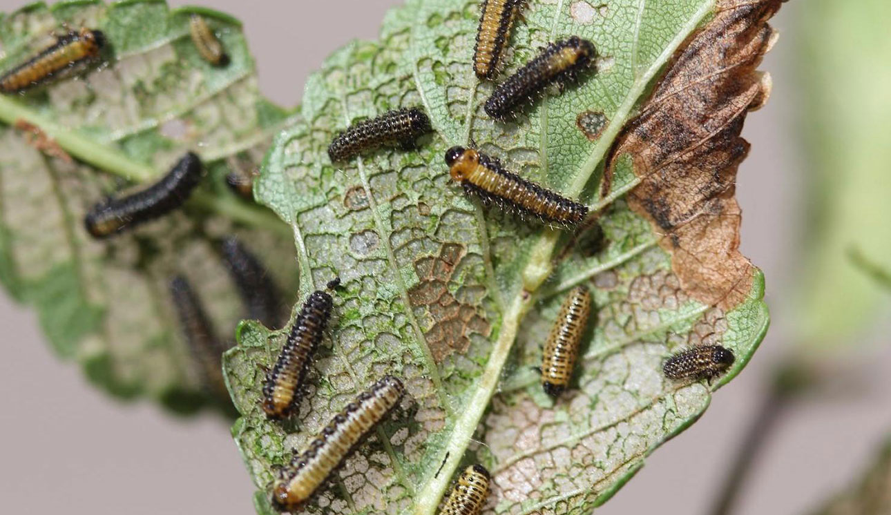 elm leaf beetle larvae
