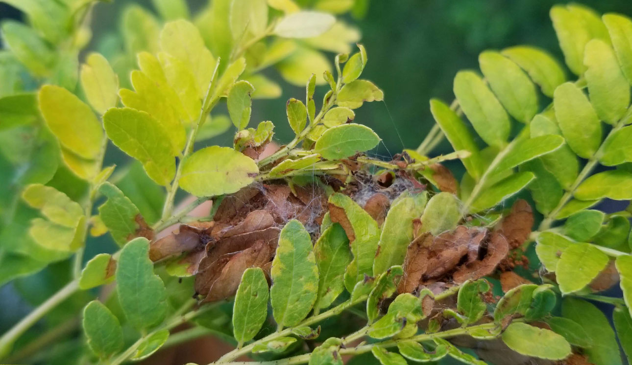 honeylocust spider mites