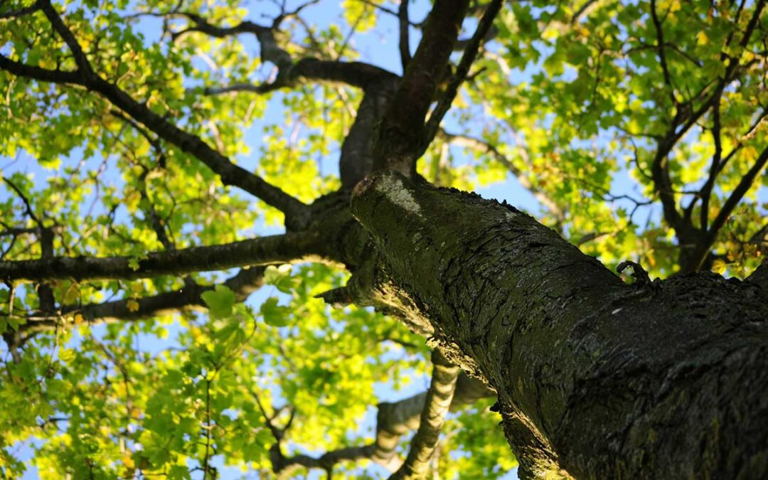 summer tree pests