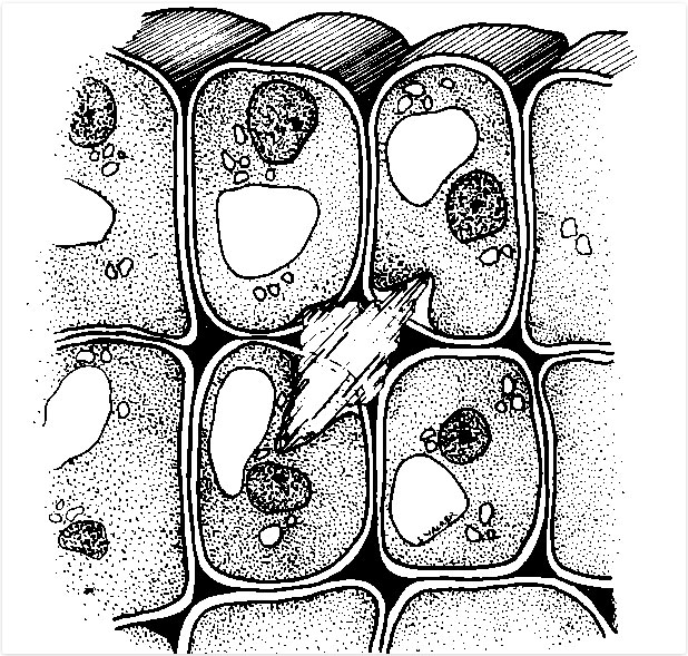 ice between cells