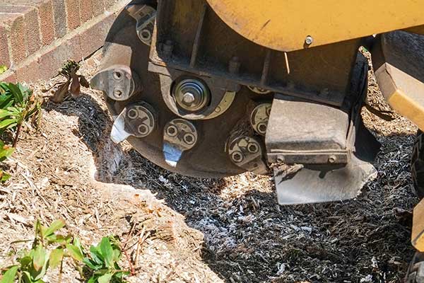 stump removal littleton