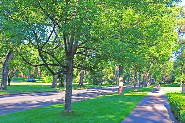summer tree care littleton