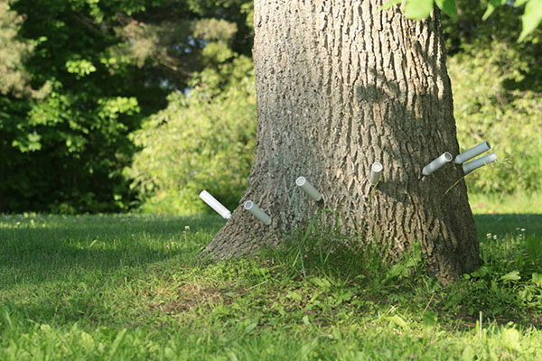 systemic-tree-pest-control systemic tree pest control