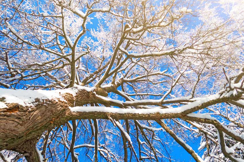 winter tree removal in Denver