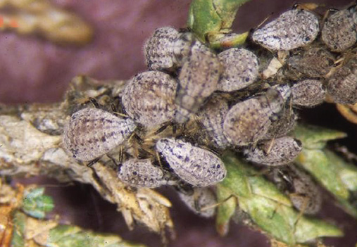  Giant Conifer Aphids in Denver