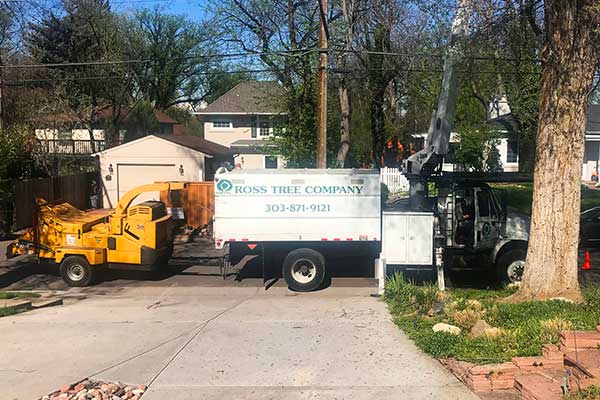 tree-trimming tree pruning in the spring