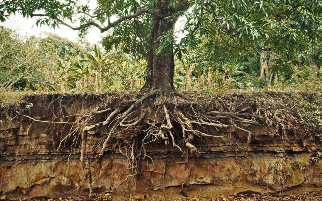 Why trees need watering in the winter