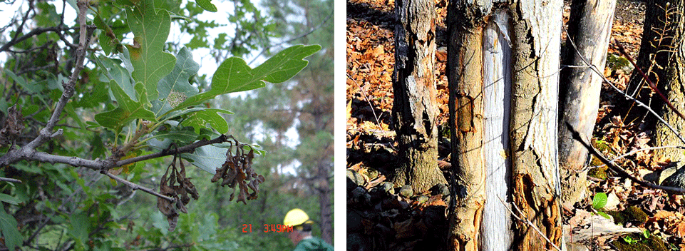 winter tree damage