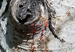 Cytospora Canker on Aspen Tree