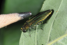 EAB in Colorado