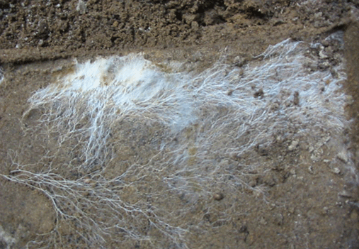mycelium