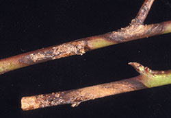 Phomopsis Cankers