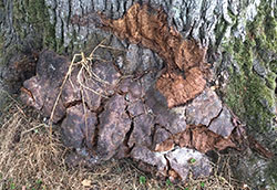 rot collar rot