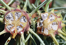 Spruce Gall Adelgids in Denver