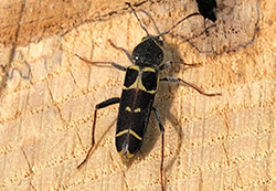 Banded ash borer denver