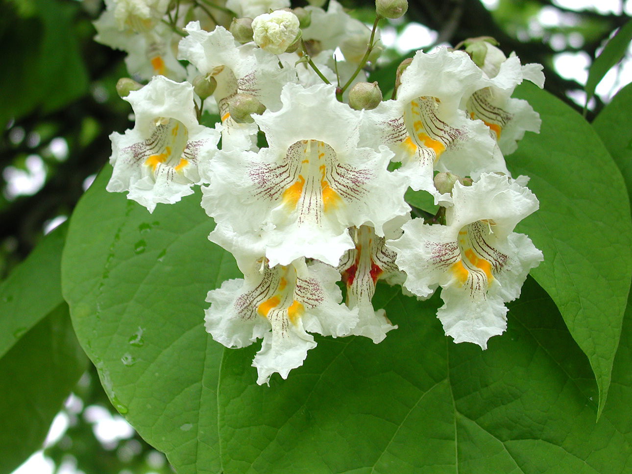 catalpa tree denver