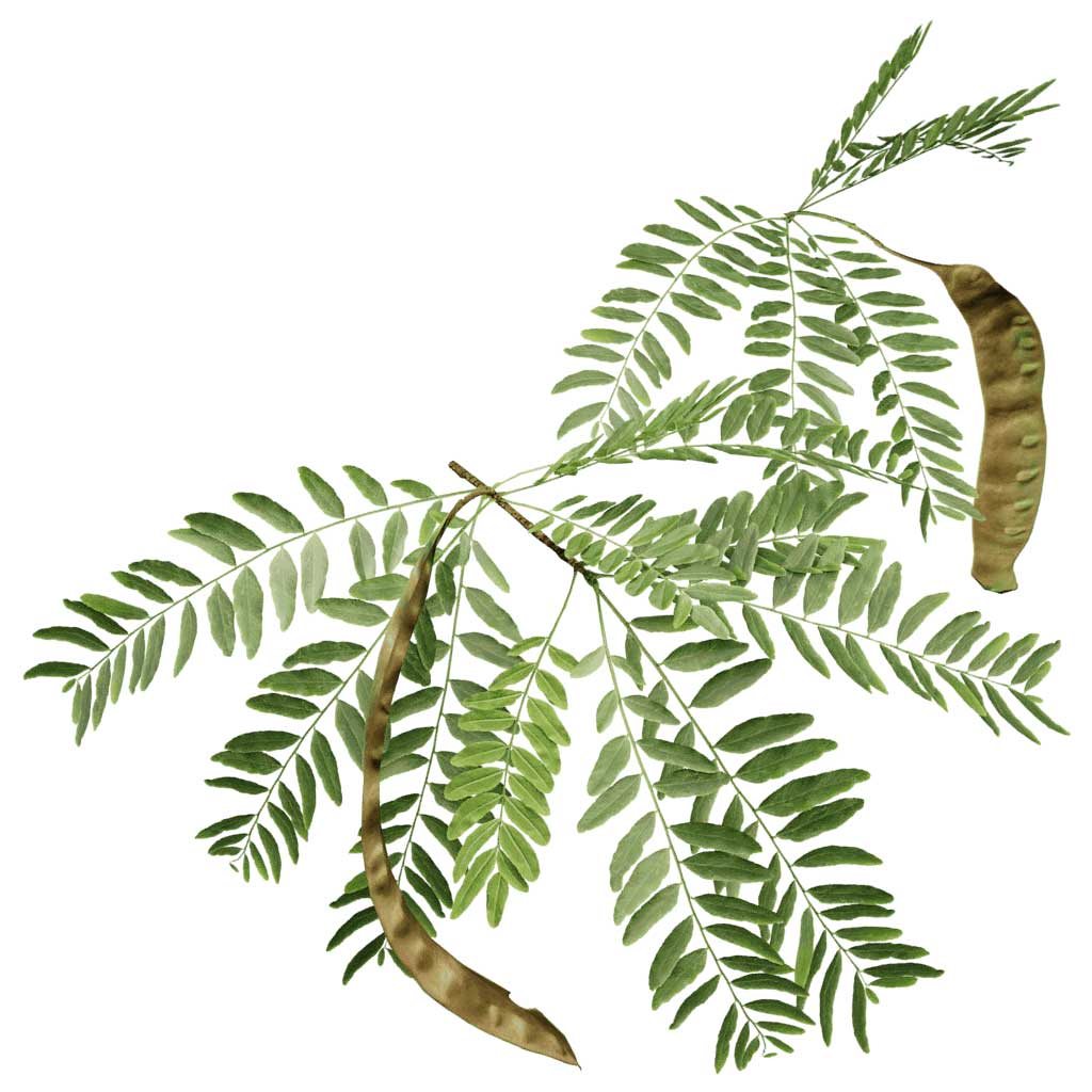 illustration of honeylocust
