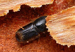 Ips Beetle in Denver