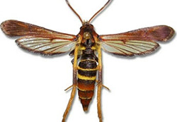 Lilac-ash borer Denver