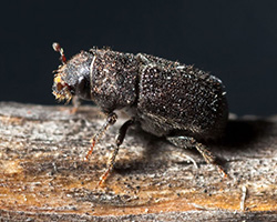 MPB adult