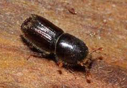 Mountain Pine Beetle Denver