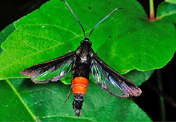 Peach tree borer Denver