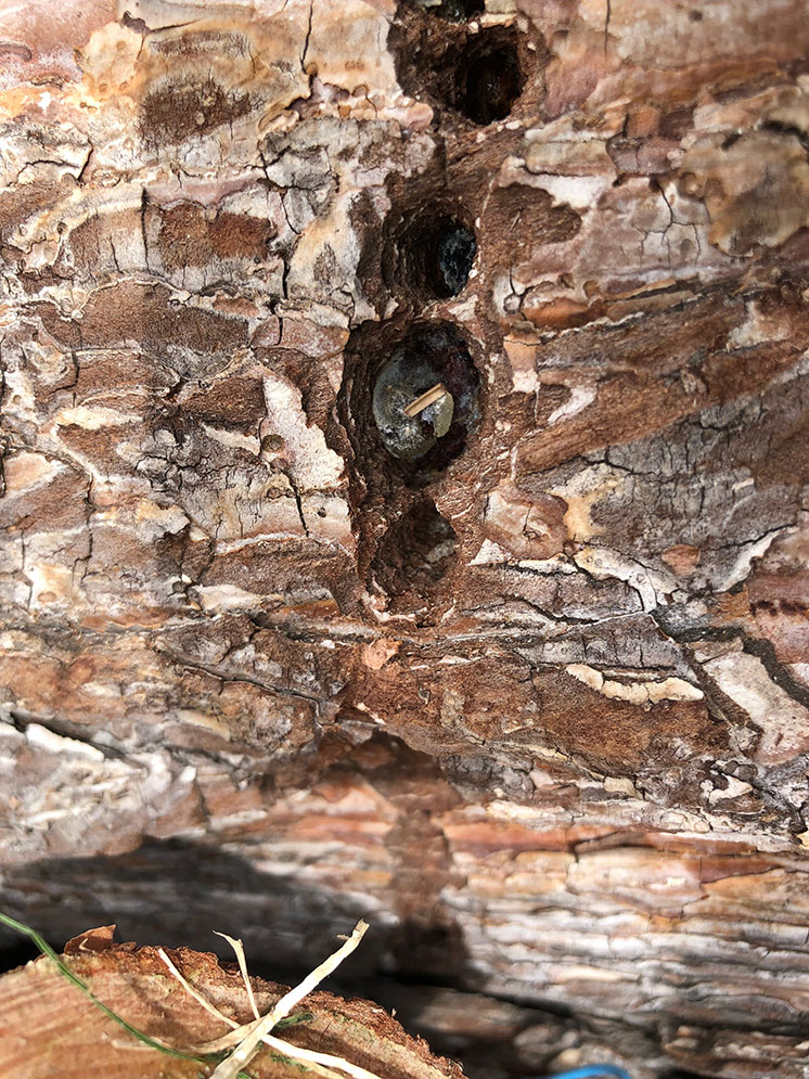 Pine borers in Denver