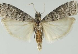 Pinon Pitch Mass Borers in Denver