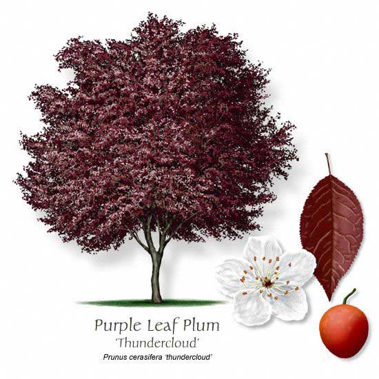 Thundercloud Plum illustration