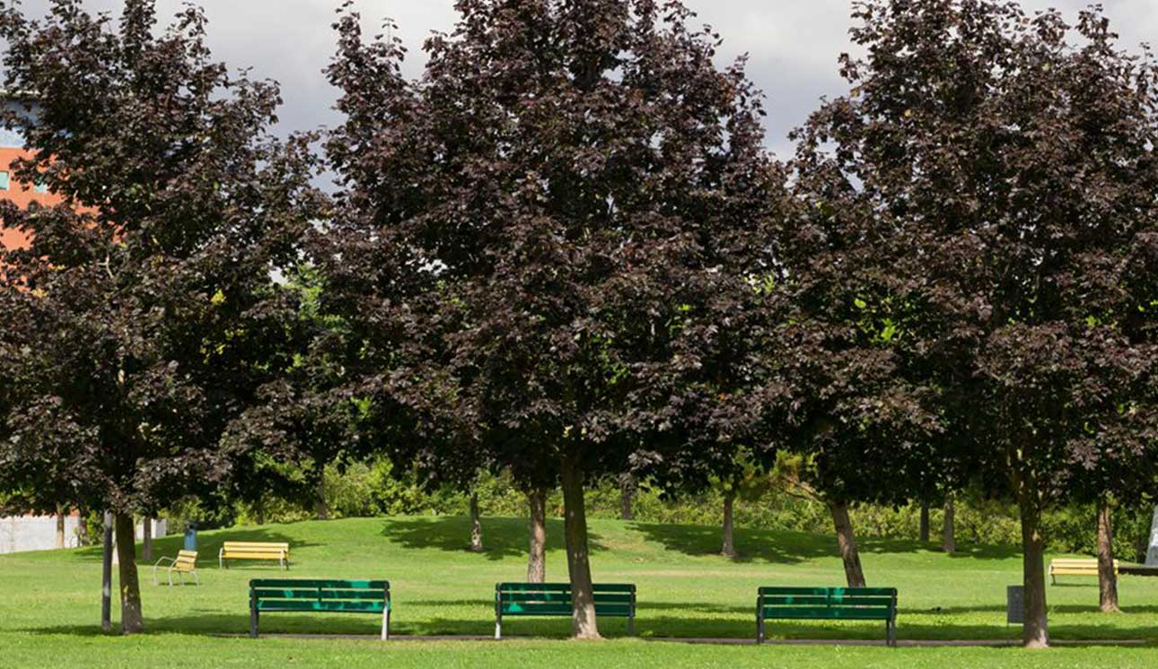 Thundercloud Plum in Denver