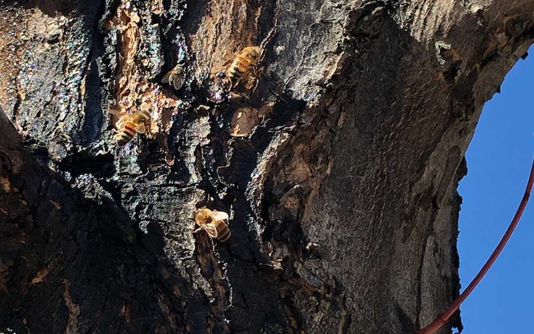 tree in full pitch