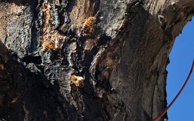 Top 5 Spring Tree Care Tips