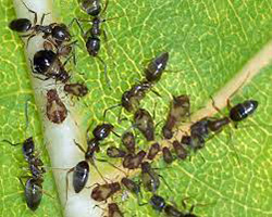  American Popular Leaf Aphid in Denver