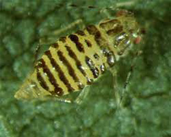 American Walnut Aphids in Denver