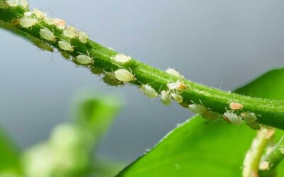 Surprising Rise in Tree Aphids in Denver