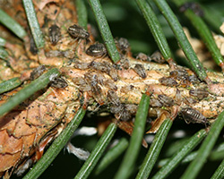 Giant Conifer Aphids in Denver