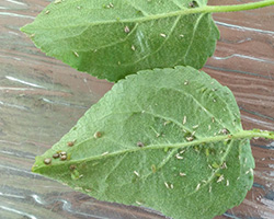 Leafcurl Ash Aphids in Denver