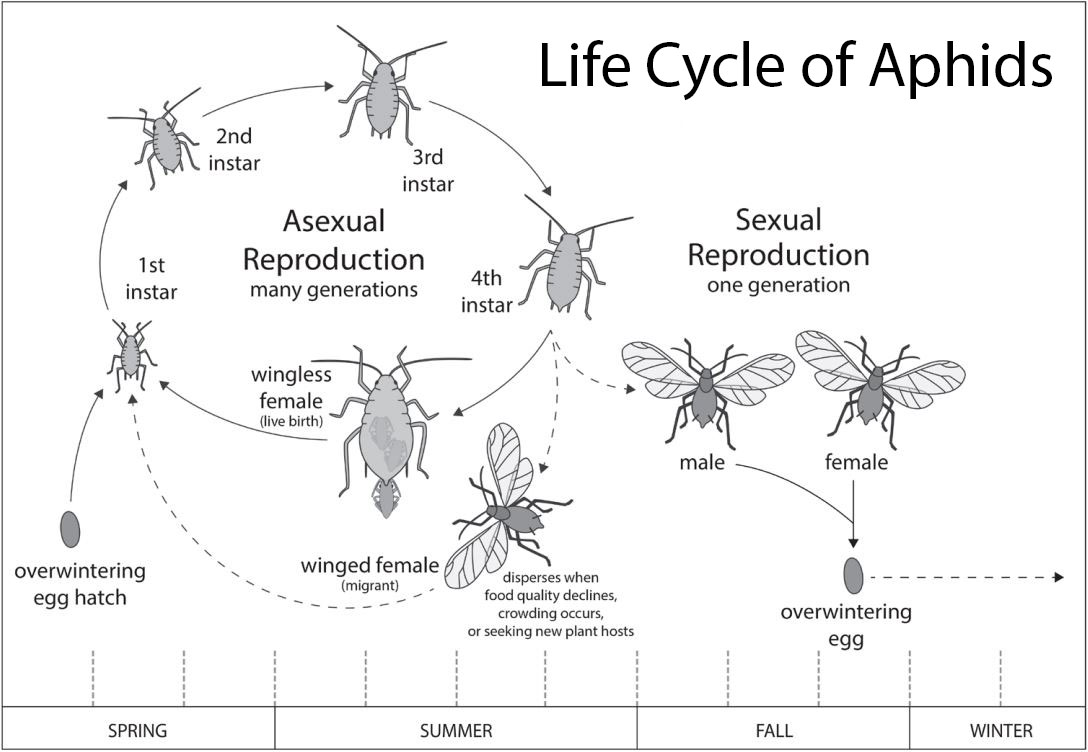 aphid life cycle