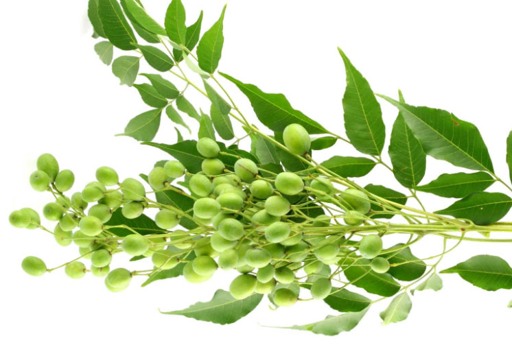 neem tree nuts