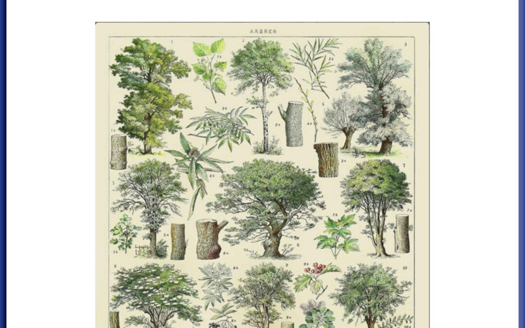 Pine Tree Care Handbook