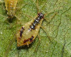 Norway Maple Aphids on Denver