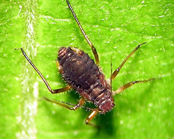 Reddish Brown Willow Bark Aphids in Denver
