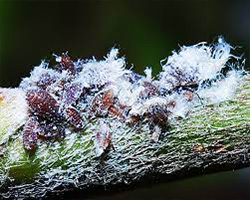 Woolly Apple Aphid in Denver
