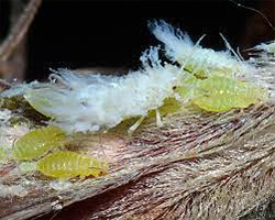 Woolly Beech Aphids in Denver