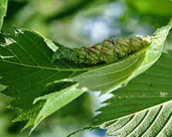 Woolly Elm Aphids in Denver