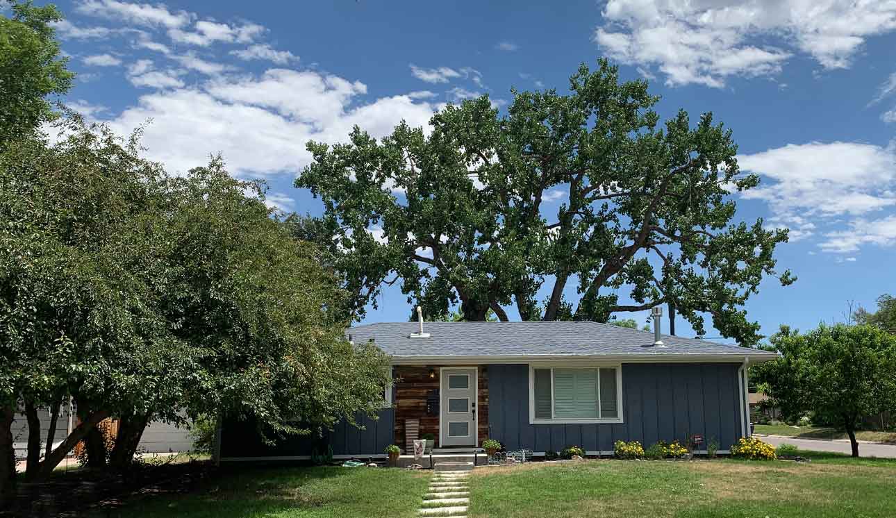 Cottonwood tree behind house in Denver.