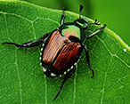 Japanese Beetles
