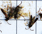 Conifer and Hardwood Borers