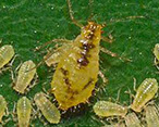 Maple aphids